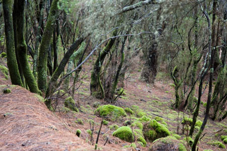 Fra skoven omkring La Caldera