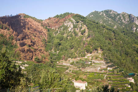 Maiori
