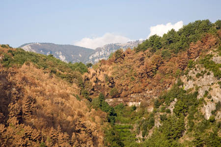 Maiori